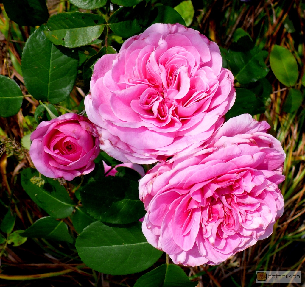 Rosa Gertrude Jekyll Englische Rose